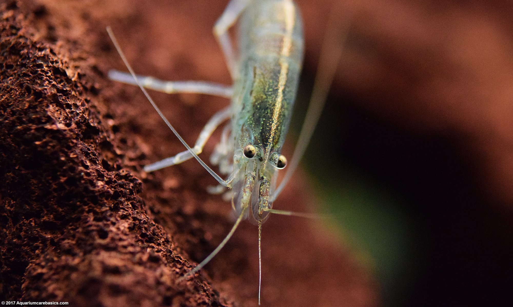 10 Gallon Aquariums Can Be Good For Keeping Amano Shrimp