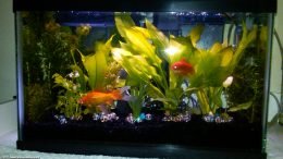 10 Gallon Aquarium Setup Is Not The Best For Goldfish