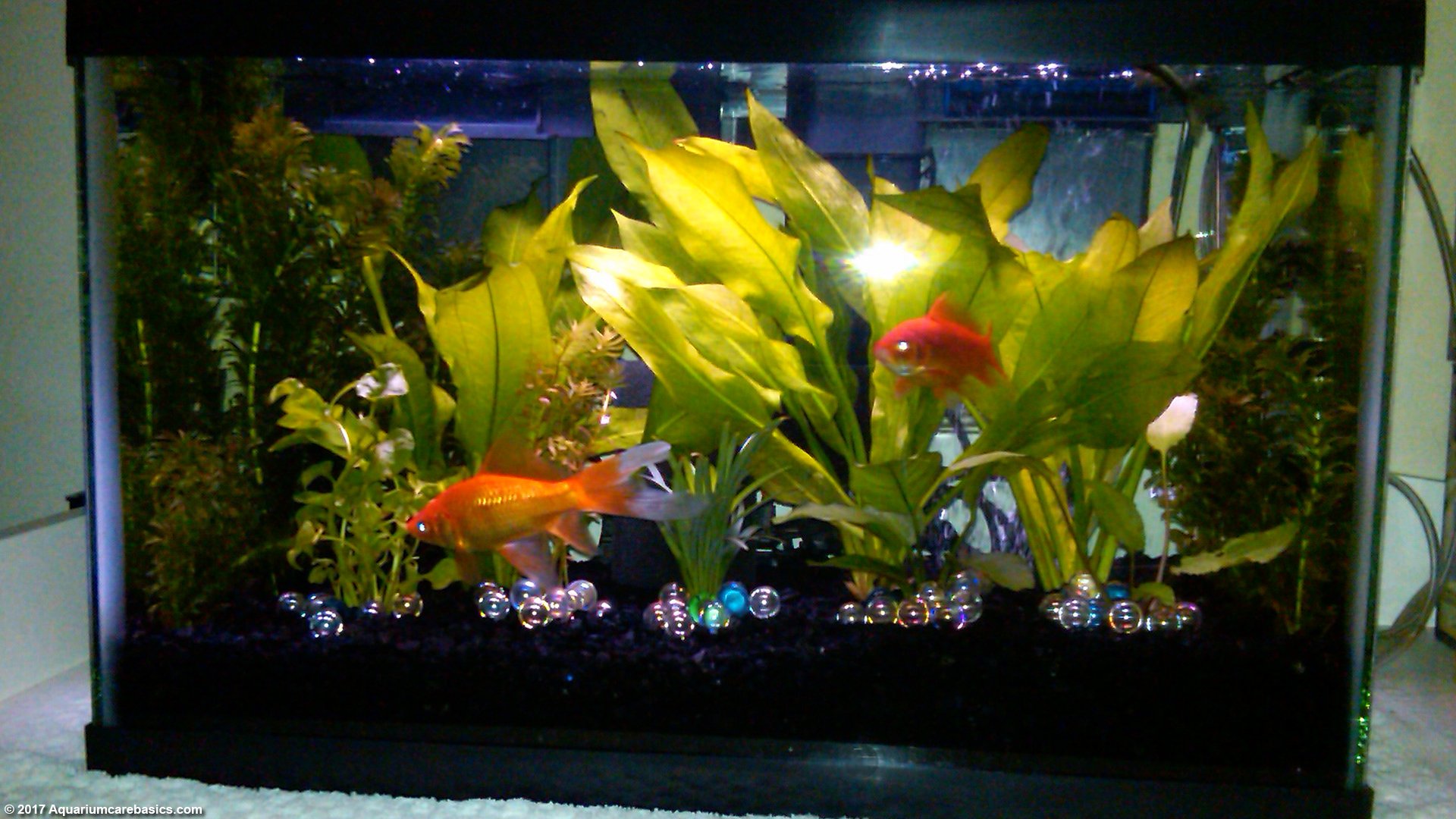 How to Keep a 10 Gallon Aquarium Clean? 