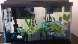 10 Gallon Aquarium Starter Tank With Extra Filter