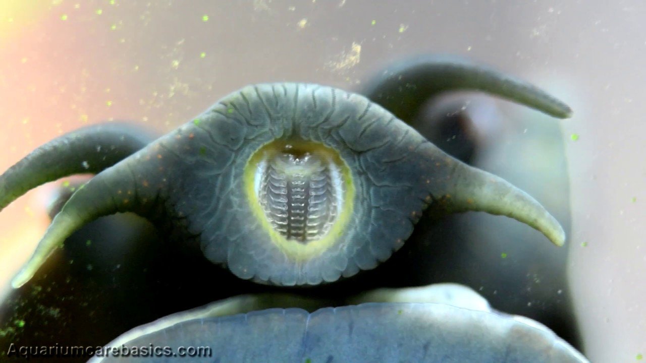 Mystery Snail Eating Algae Buildup Off Aquarium Glass Video