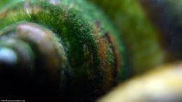 Algae Buildup On Mystery Snail Shell