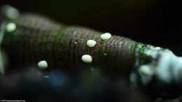 Algae Buildup And Nerite Snail Eggs On A Rabbit Snail Shell
