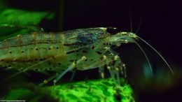 Algae Eater Shrimp Closeup