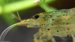 Algae Eating Amano Shrimp In A Freshwater Tank