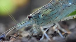 Algae Eating Shrimp