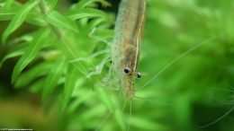 Algae Eating Shrimp On Anacharis Plant