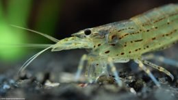 Amano Shrimp Feeding Off Bottom Of Tank