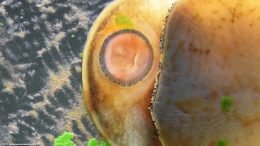Algae Eating Snails For Freshwater Tanks