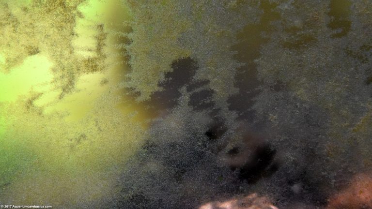 Aquarium Algae Buildup In A Freshwater Tank - Video