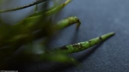 Algae Growth On Micro Sword Plant