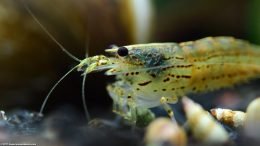 Algae Shrimp Can Be Ferocious Eaters