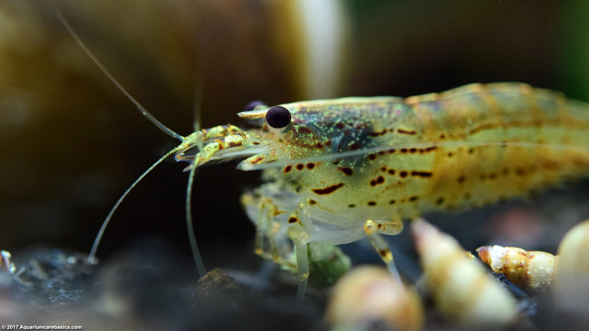 Amano Shrimp Care Feeding Algae Eating Size Lifespan Video