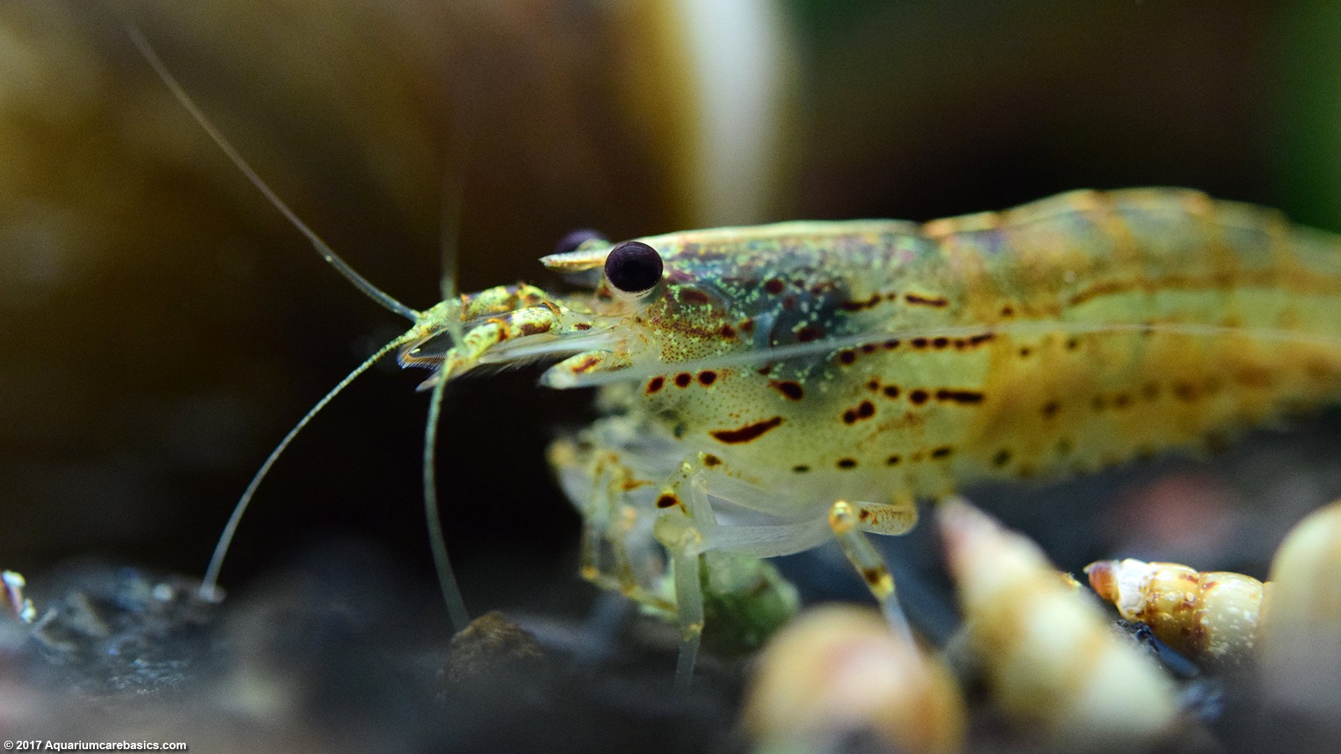 japanese algae eater fish