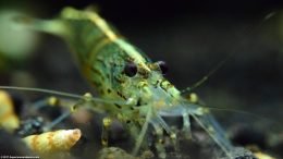 Amano Algae Eating Shrimp In An Established Tank