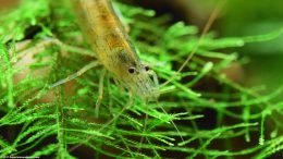 Amano Shrimp Body, Closeup