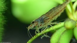 Caridina Multidentata On A Banana Plant