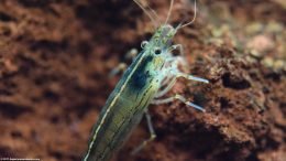 Amano Shrimp Body, Closeup