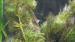 Caridina Multidentata On A Cabomba Plant