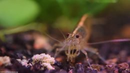 Amano Shrimp Care Includes Picking Proper Tank Mates
