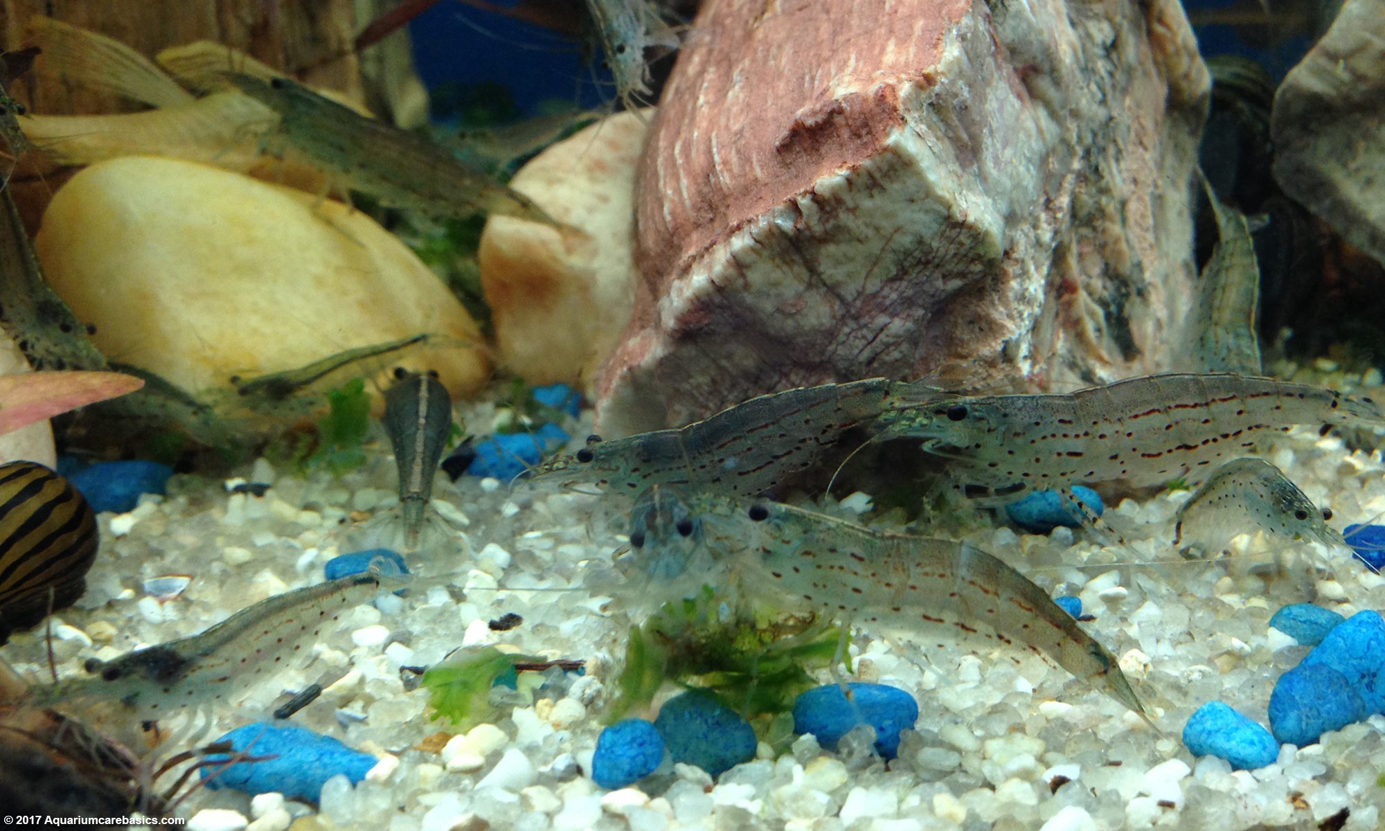 Amano Shrimp AKA Caridina Multidentata, Feeding In A Small Group