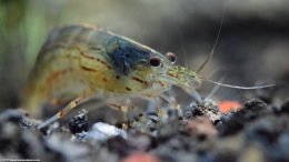 Caridina Multidentata Cleaning Substrate Searching For Food