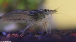 Amano Shrimp Closeup In Freshwater Aquarium