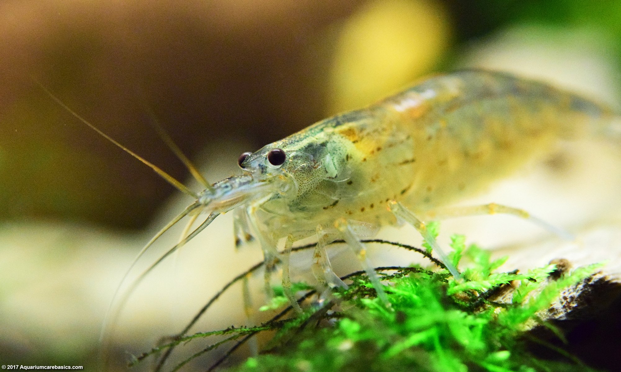 Amano Shrimp, Closeup As It Rests On Aquarium Plants