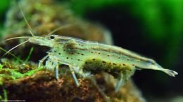 Female Yamato Shrimp Showing Her Developing Eggs