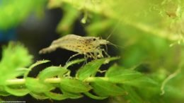 Algae Eating Shrimp On Freshwater Plants
