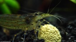 Amano Shrimp Eating A Food Tablet