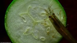 Amano Shrimp Eating A Green Zucchini Slice