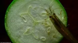Amano Shrimp Eating A Green Zucchini Slice