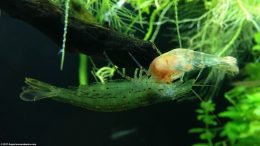 Shrimp Eating Dead Shrimp While Hanging On Driftwood