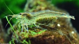 Amano Shrimp Eggs Upclose