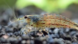 Caridina Multidentata Eye, Closeup