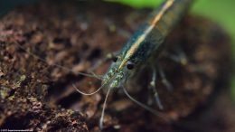 Amano Shrimp Eyes, Closeup