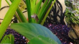 Shrimp Feeding In A Freshwater Tank