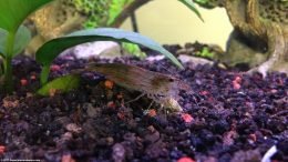 Shrimp Feeding On Algae Wafer