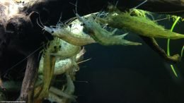 Amano Shrimp In A Freshwater Aquarium