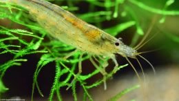 Amano Shrimp On Freshwater Plants