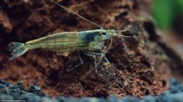 Caridina Multidentata Habitat Should Include Many Places To Explore