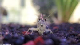 Caridina Multidentata Head Is Clear Offering Interesting Views