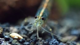 Caridina Multidentata Head, Closeup