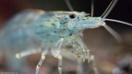 Amano Shrimp Head And Eye, Closeup