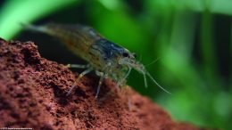 Caridina Multidentata On A Lava Rock In A Species Tank