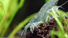 Caridina Multidentata Legs, Upclose