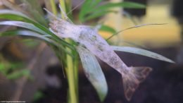 Amano Shrimp Shell After Molting In A Freshwater Tank
