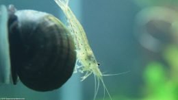 Amano Shrimp On A Mystery Snail