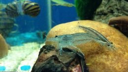 Amano Shrimp And Nerite Snail In A Freshwater Tank